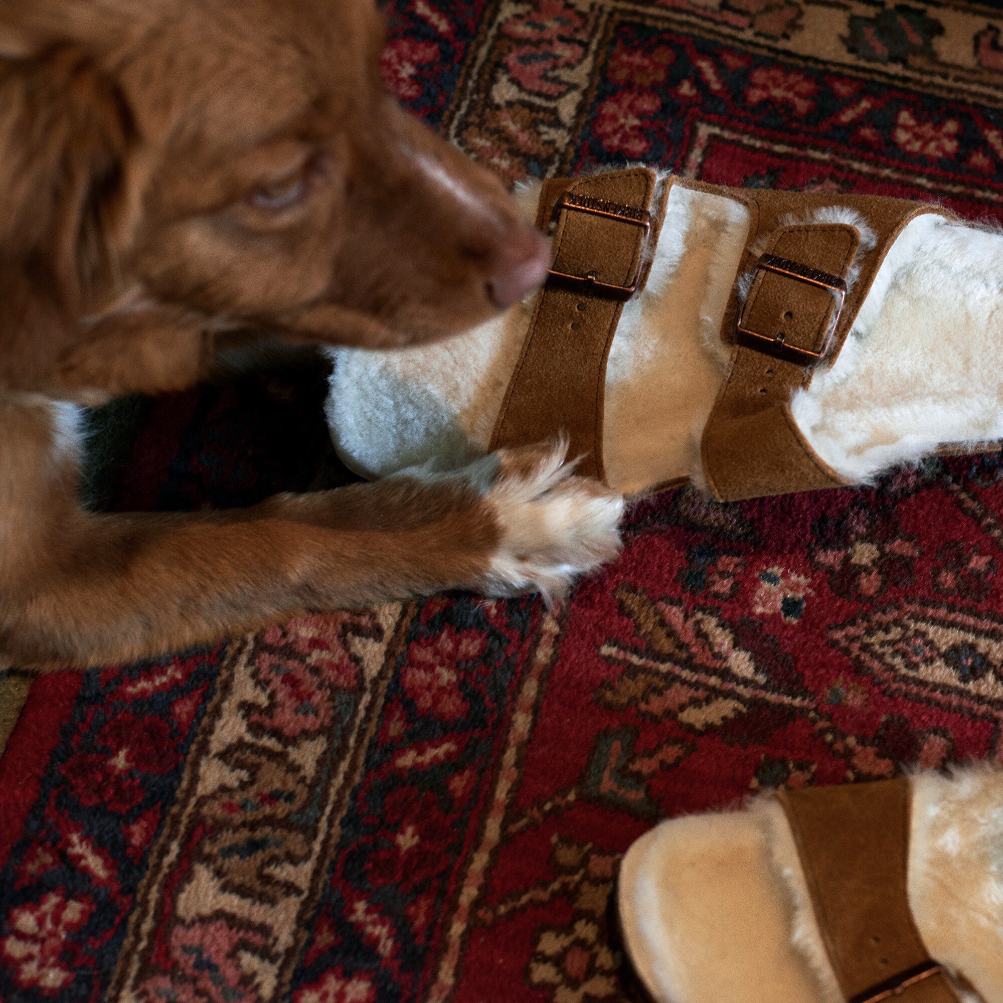 Men's 'arizona' Shearling Mules by Birkenstock